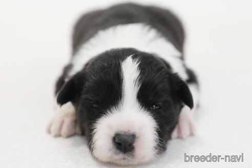 成約済の神奈川県のボーダーコリー-376501の3枚目